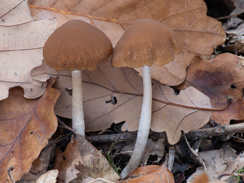 Psathyrella fagetophila